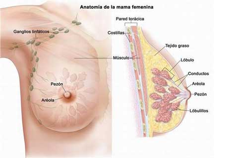 DRA. ELIZABETH MOLINA AYALA - Menopausia