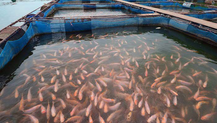 Bombeo de peces con bombas Mono Moyno de NOV