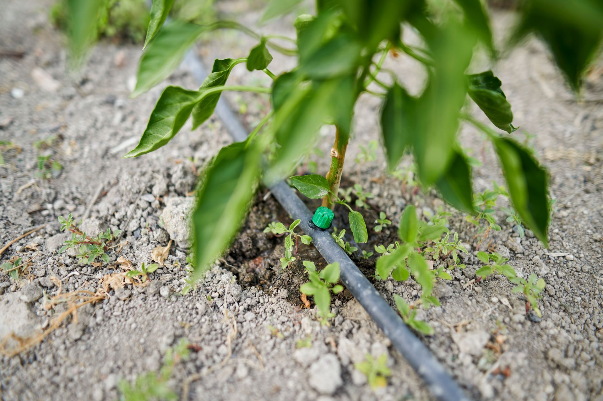 Drip Irrigation - Linden, CA - Purviance Drillers Inc.
