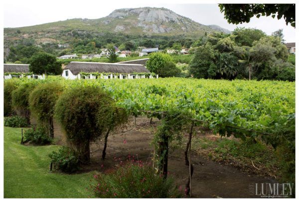 A picture of a vineyard with a mountain in the background