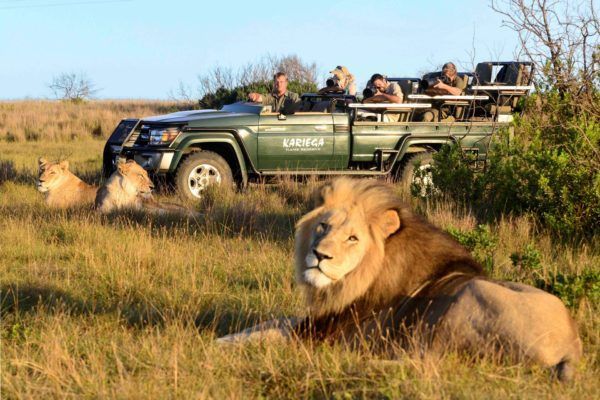 A group of lions are laying in the grass in front of a jeep.