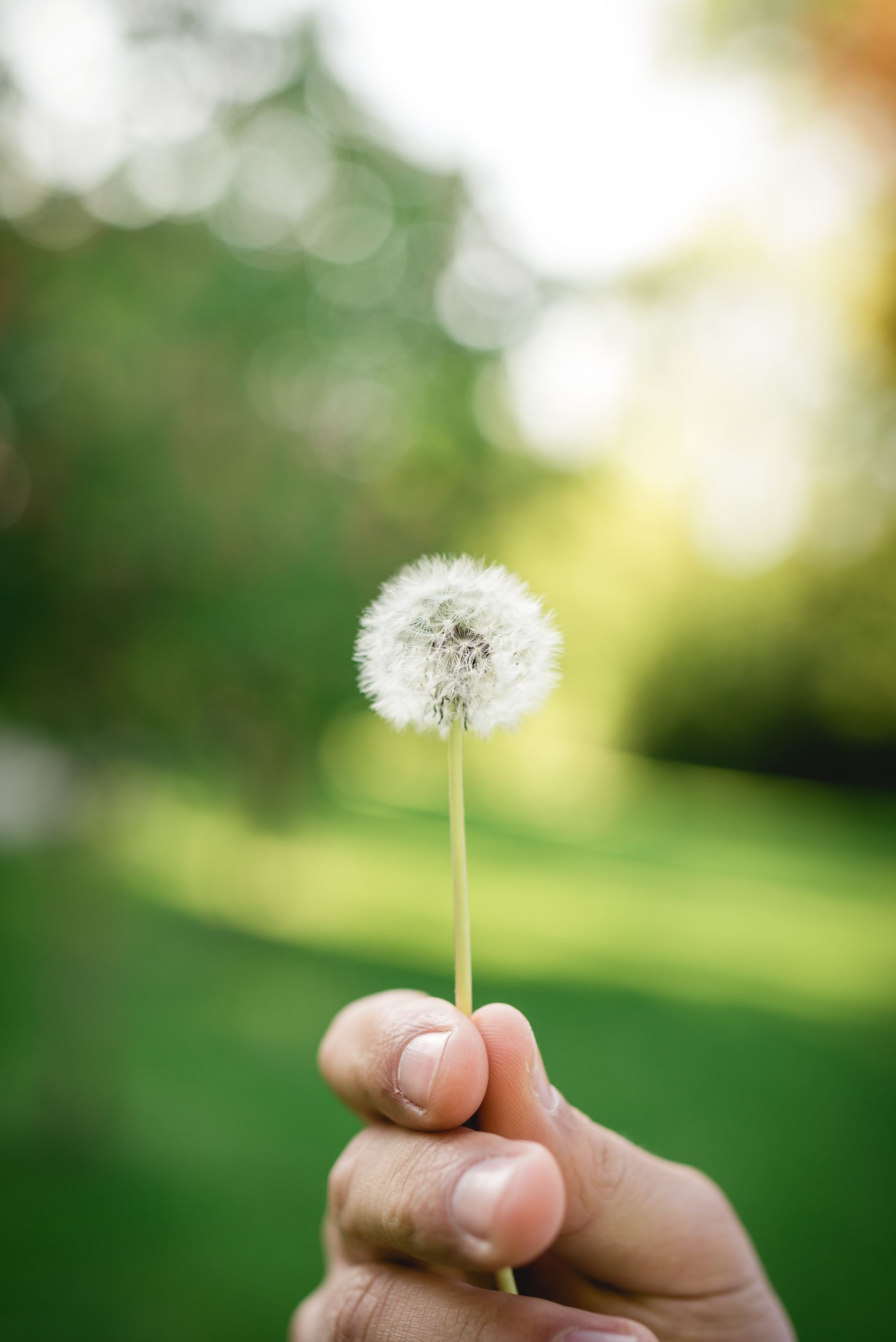 A person is holding a dandelion in their hand.