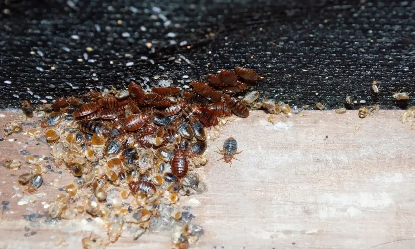 Bed Bug-Contaminated Removal