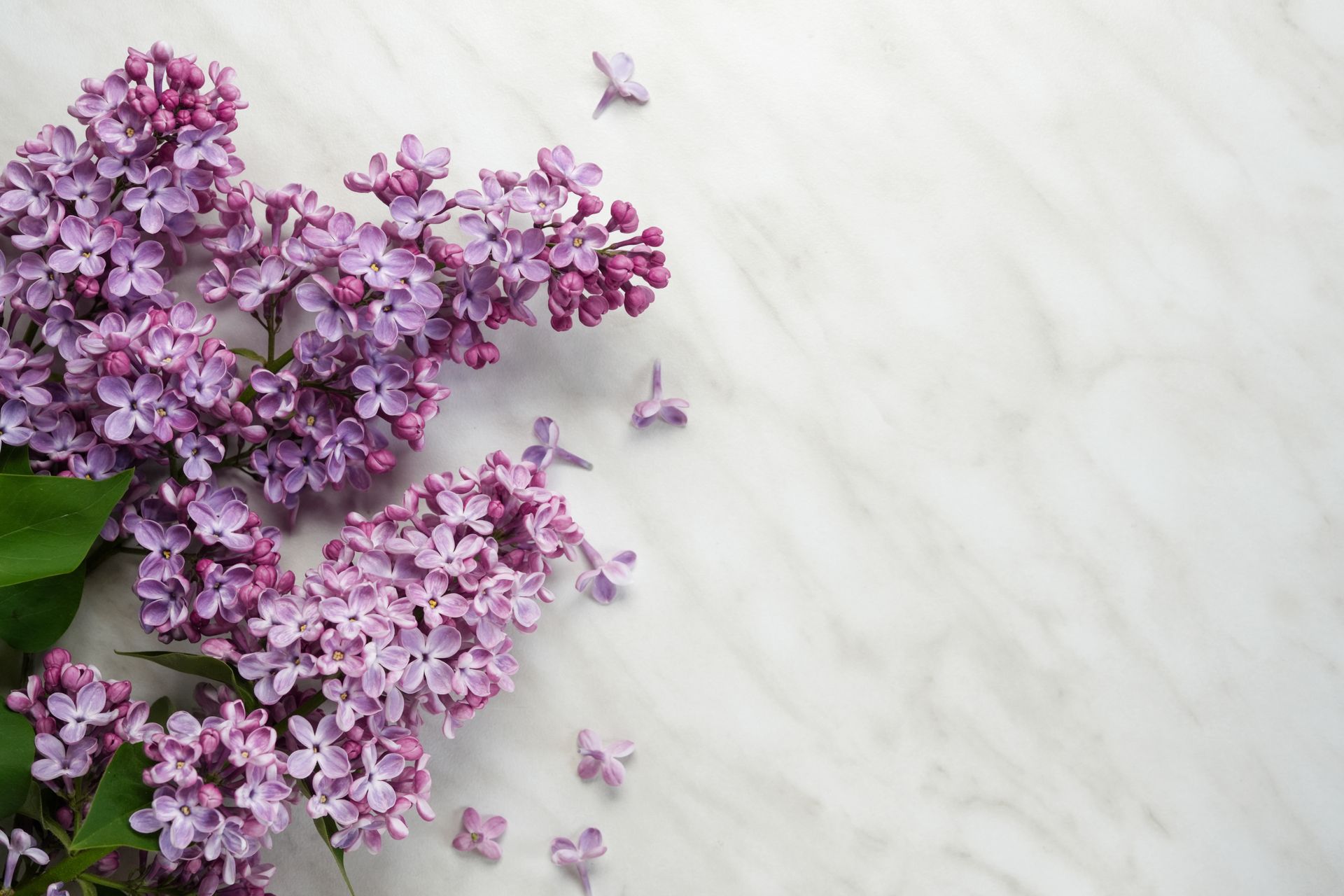 Purple lilac blossoms on the left against a light marble background with scattered petals