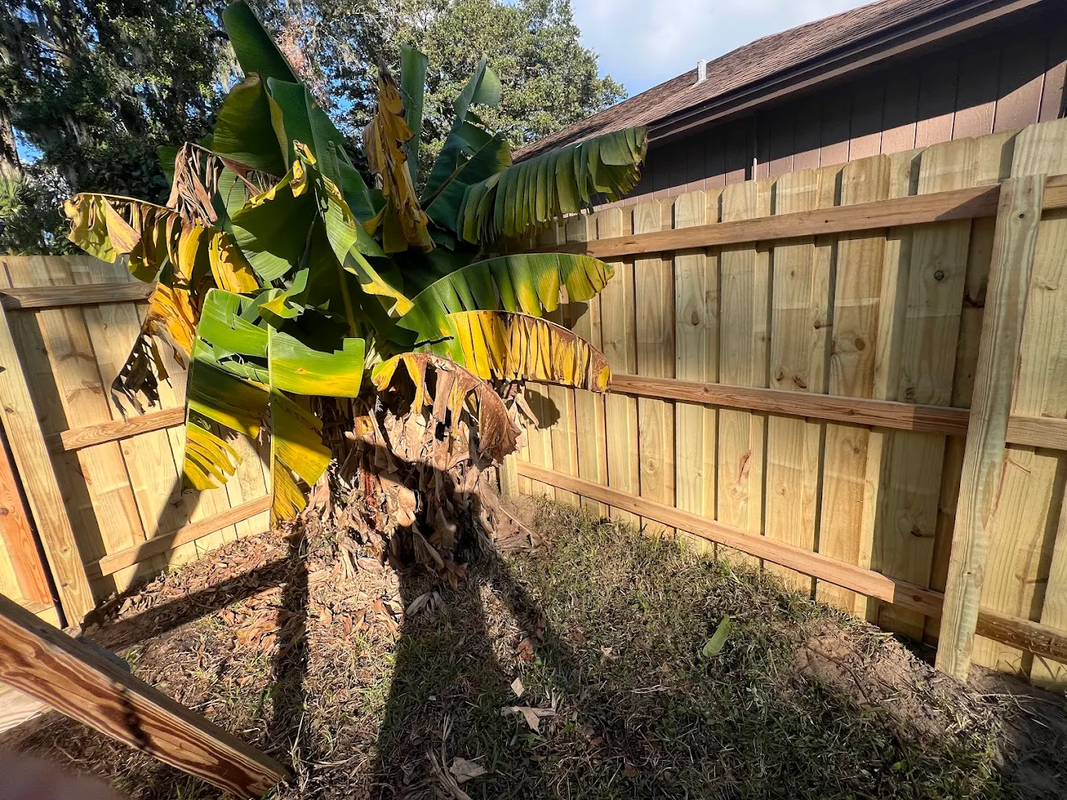 Banana plant in a fenced backyard garden with dry soil and sunlight