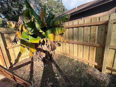 Small banana plant in a sunny backyard beside a wooden fence, with a shadow on dry ground.