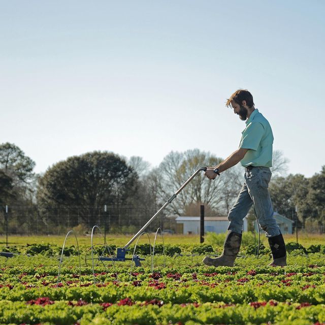 Person watering crops in a field on a sunny day