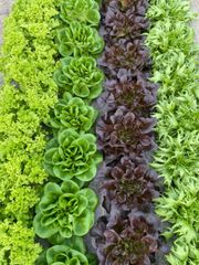 Rows of leafy lettuce in bright green and dark purple, grown in a garden bed.