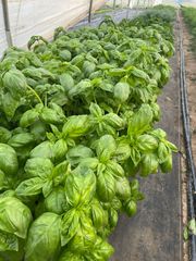 Rows of lush green leafy plants growing in a greenhouse or polytunnel.