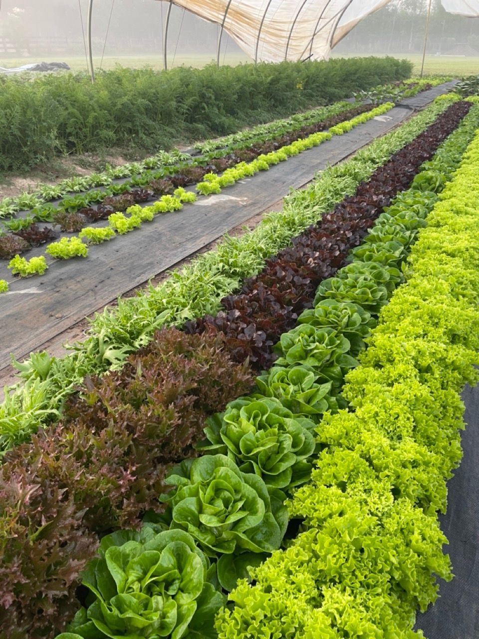 Rows of leafy green and red lettuce growing in a covered farm tunnel