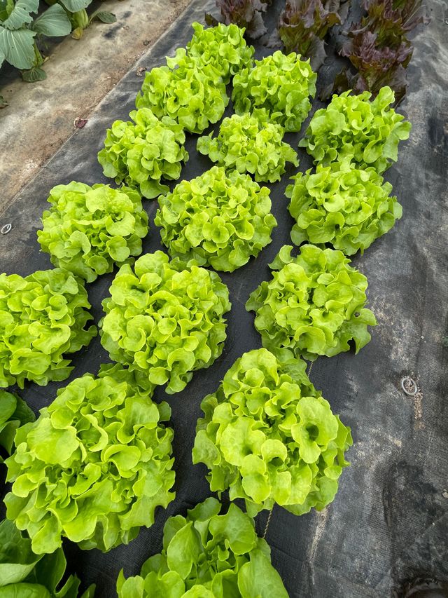 Rows of bright green lettuce growing in a garden bed covered with black plastic mulch