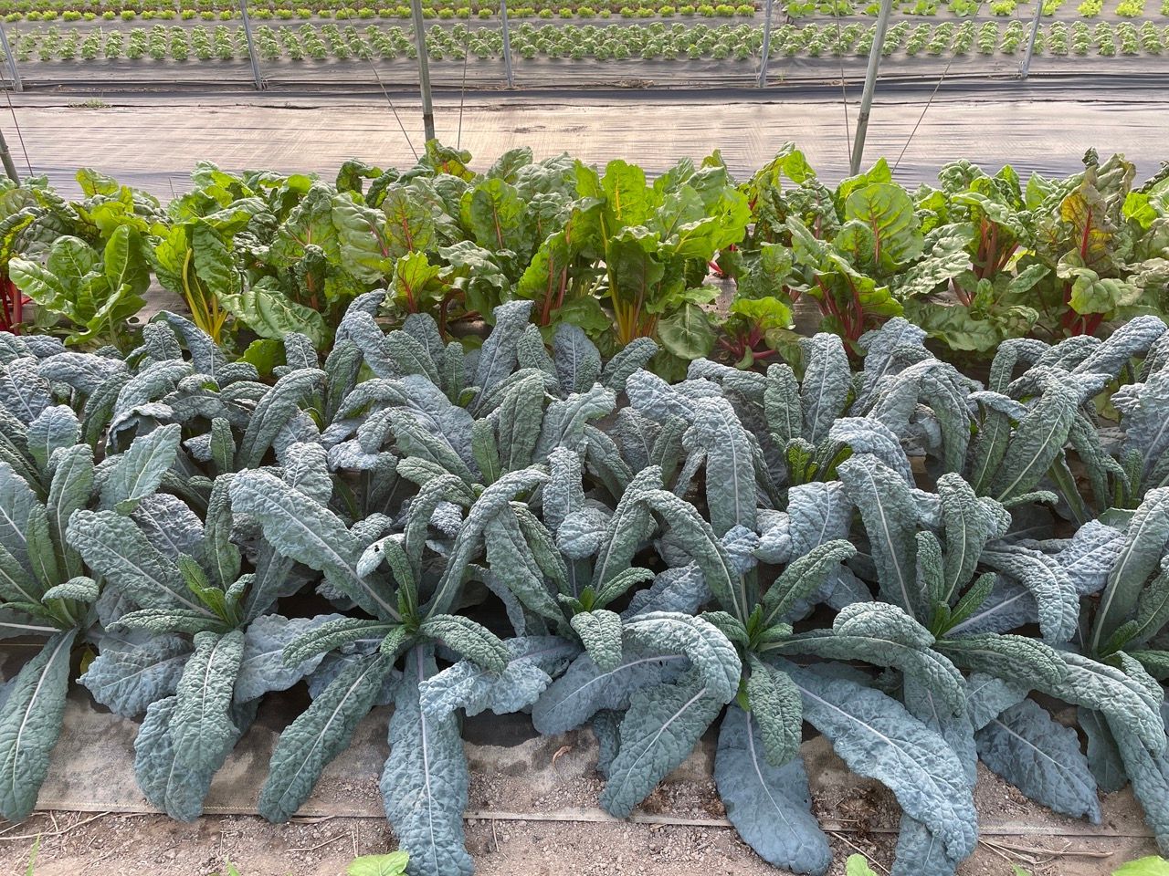 Rows of leafy green vegetables growing in a cultivated field under plastic mulch, with taller greens behind them