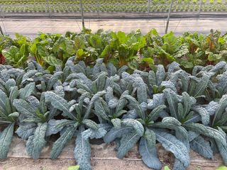 Rows of leafy green vegetables growing in a cultivated field under plastic mulch, with taller greens behind them