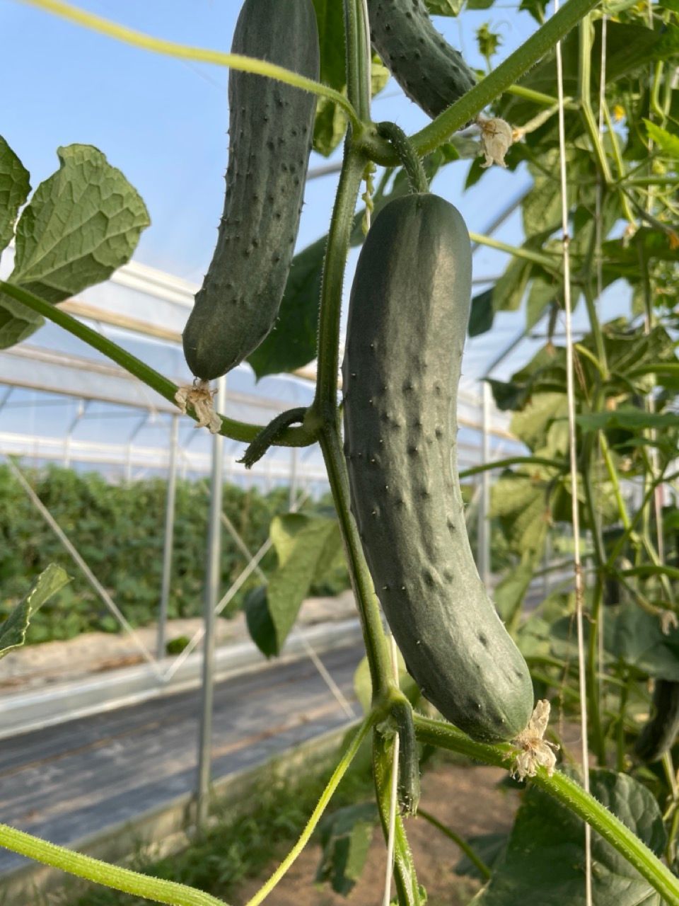Cucumbers growing on vines inside a greenhouse, with trellis wires and green leaves.