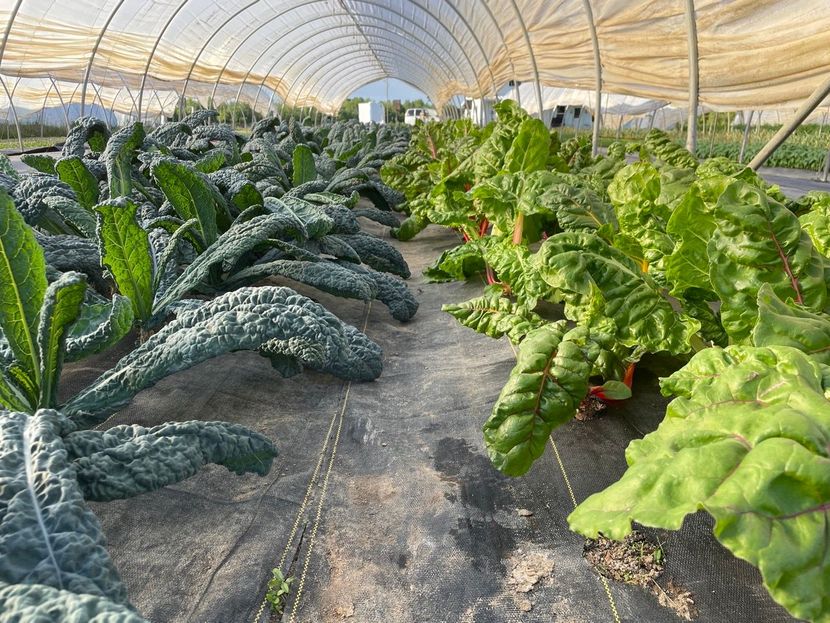 Rows of leafy vegetables growing inside a sunlit greenhouse tunnel