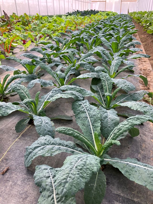 Rows of leafy green vegetable plants growing in a greenhouse or garden bed