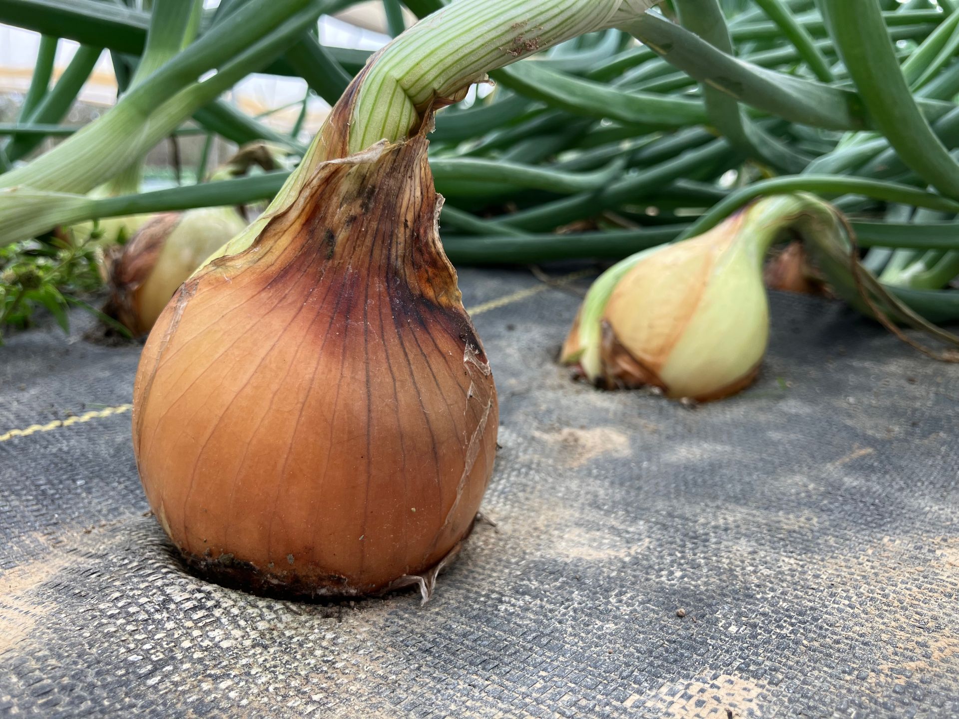 Close-up of brown onions drying on a black tarp, with green stems in the background