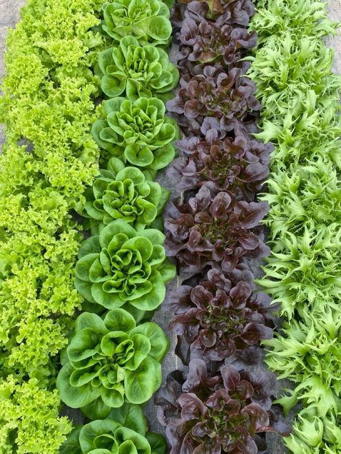 Rows of green, purple, and light green lettuce growing in a garden bed