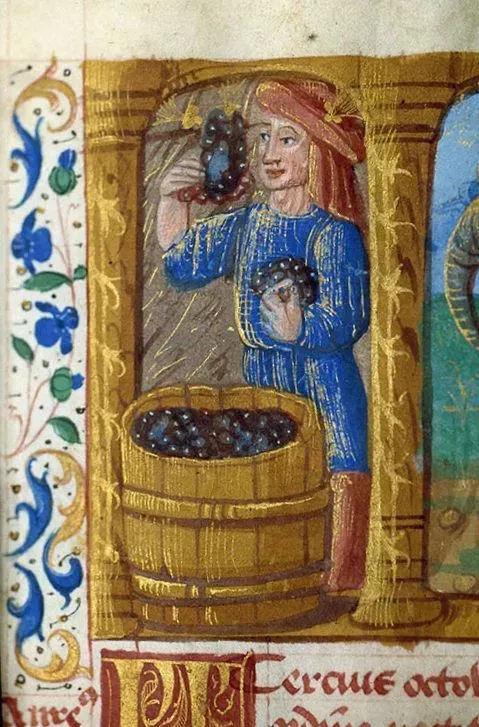 Medieval manuscript illustration of a grape harvest, showing a figure holding bunches of grapes and pressing them into a barrel – symbolic of early winemaking traditions in France.