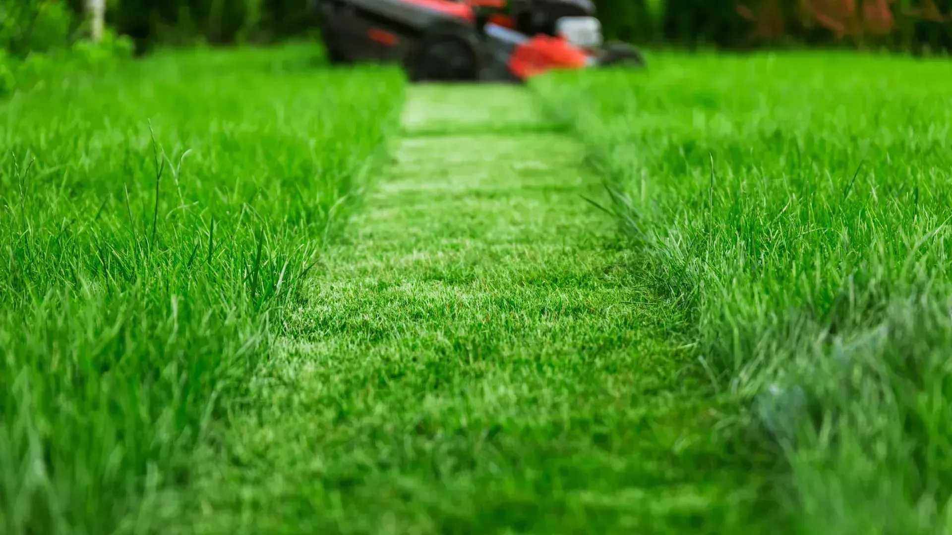 Lawn mower cutting a narrow strip through tall green grass in a garden