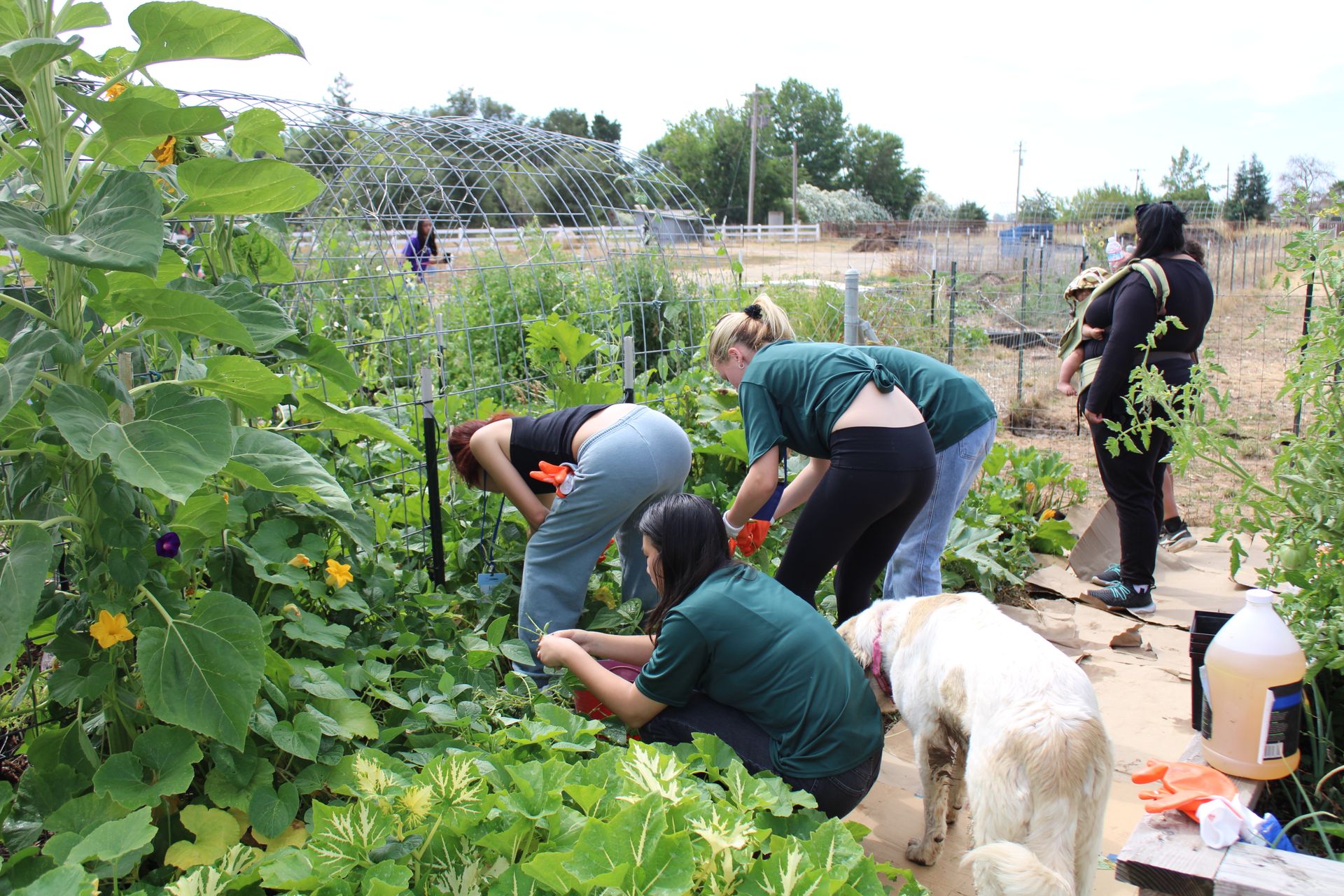 A group of people are working in a garden with a dog.
