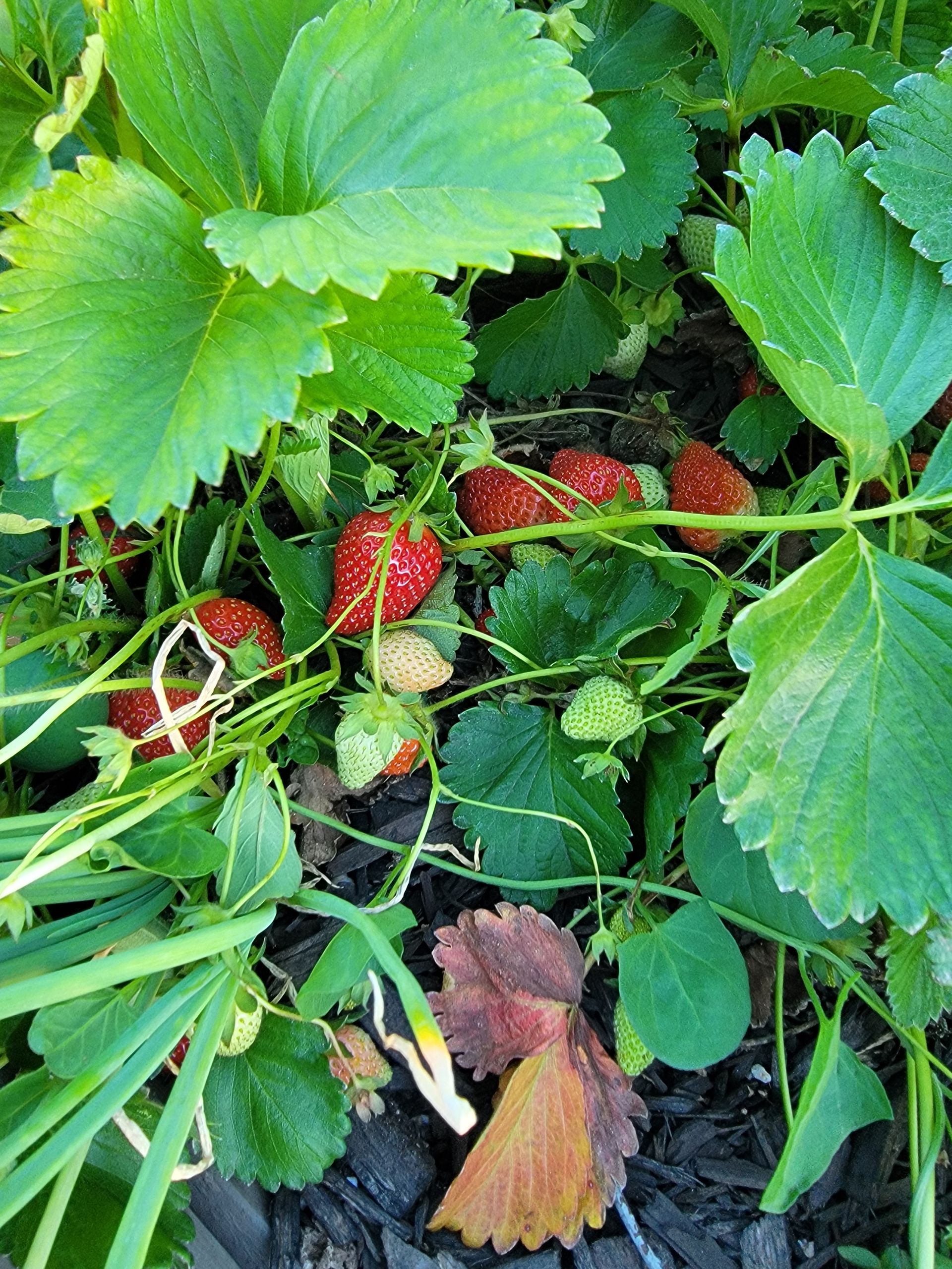 A bunch of plants are growing on a pipe in a garden.