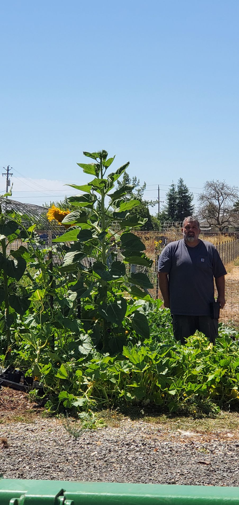 A man is standing in front of a sunflower in a garden.