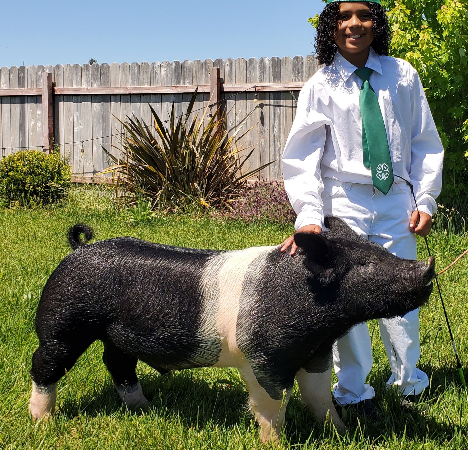A group of children are petting a pig behind a fence.