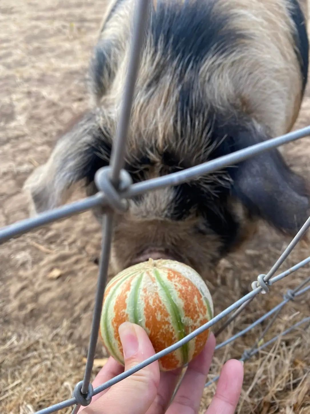 Three tomatoes are sitting on a white surface.