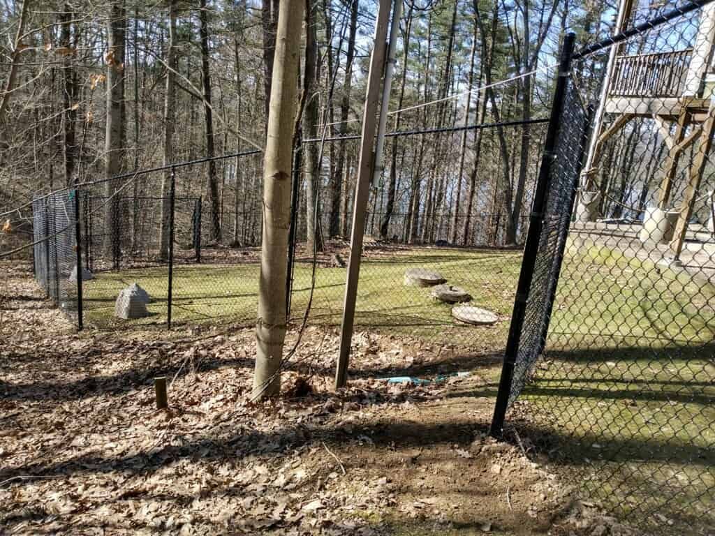 Chain-link fenced wooded yard with stone path and trees in sunlight