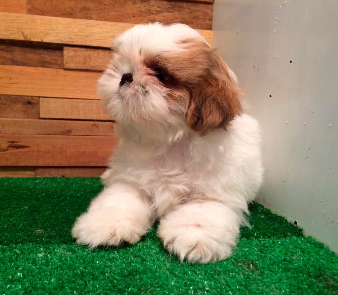 shih tzu en venta