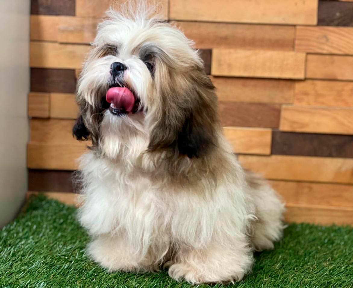 shih tzu en venta