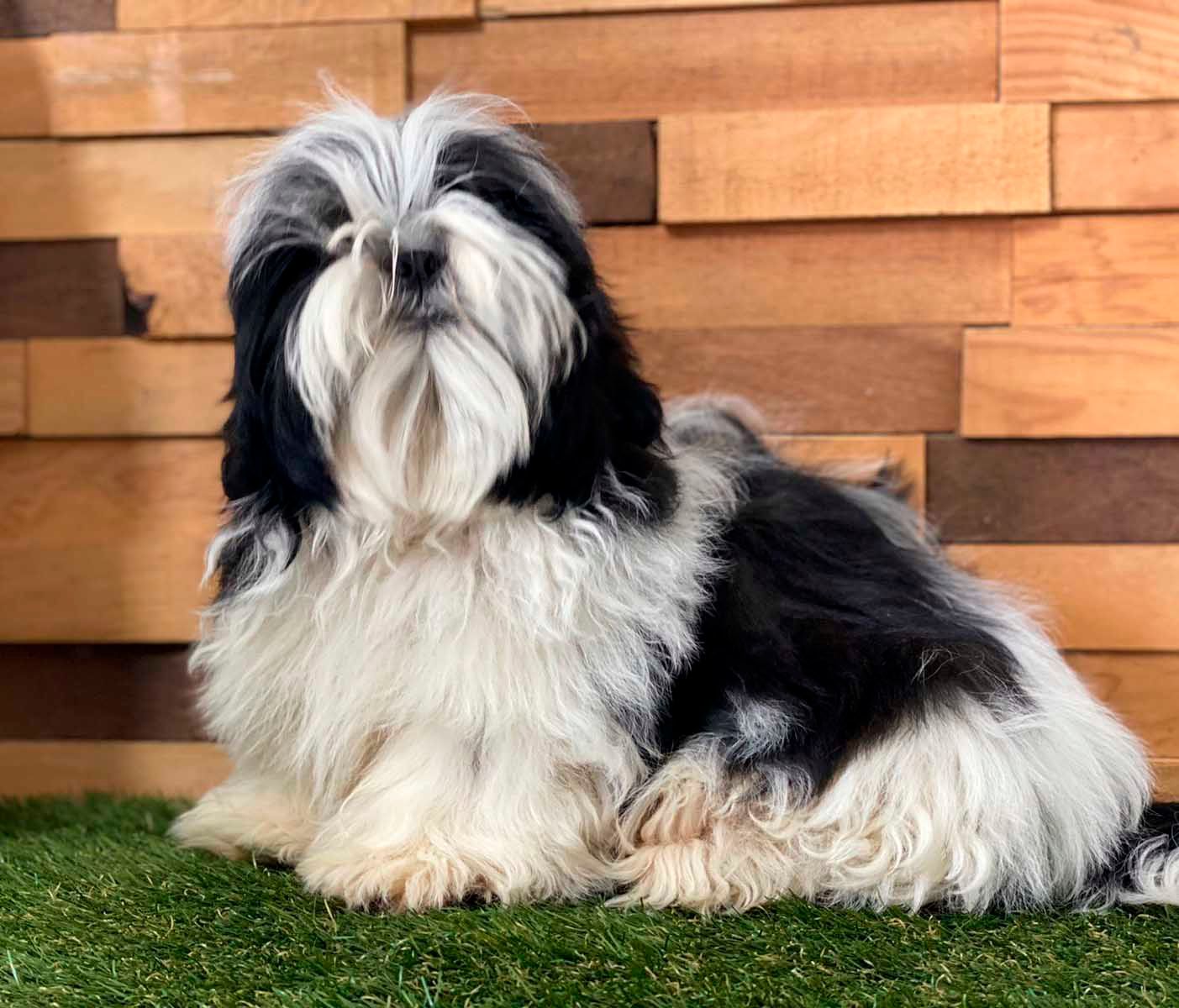 shih tzu en venta