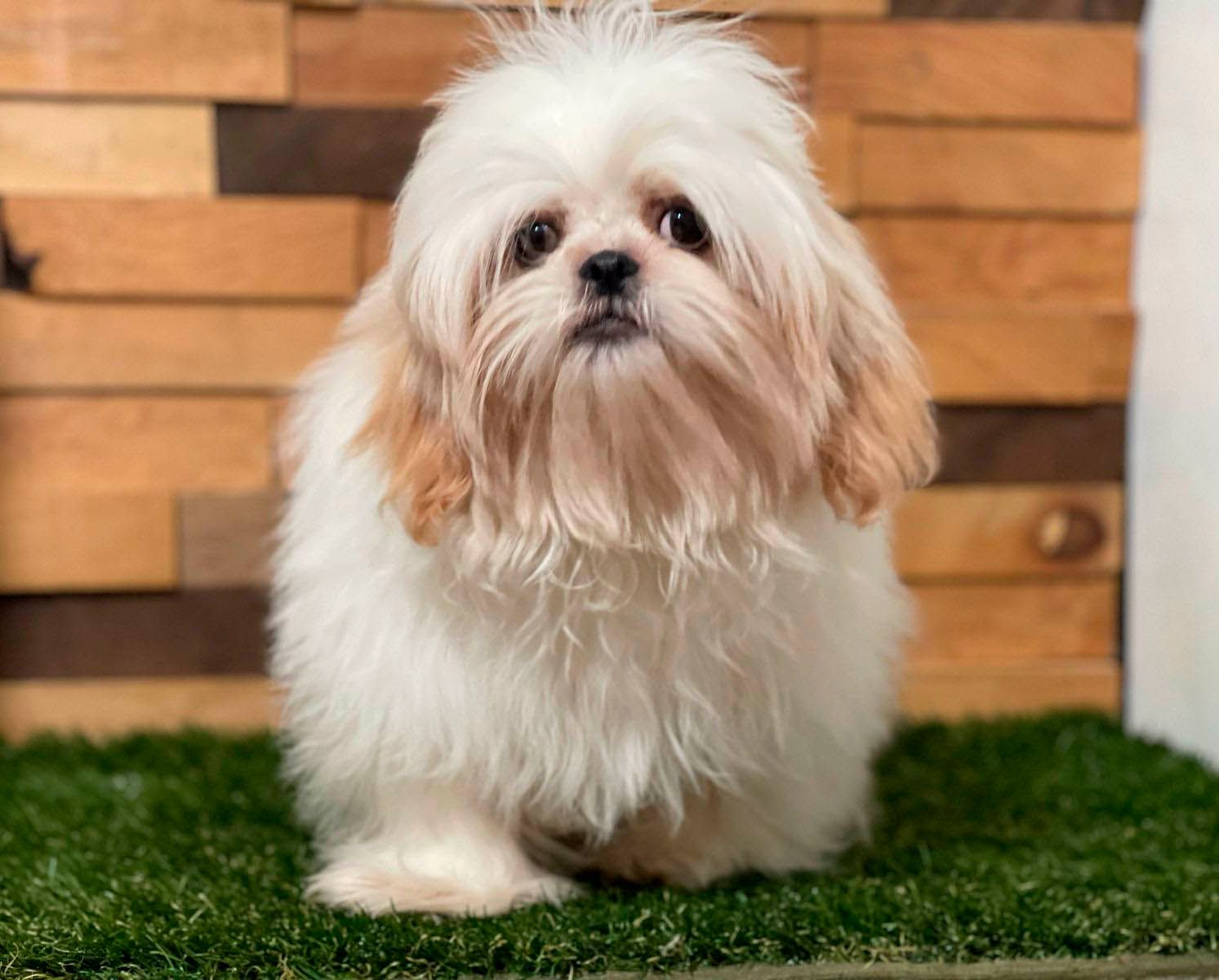 shih tzu en venta