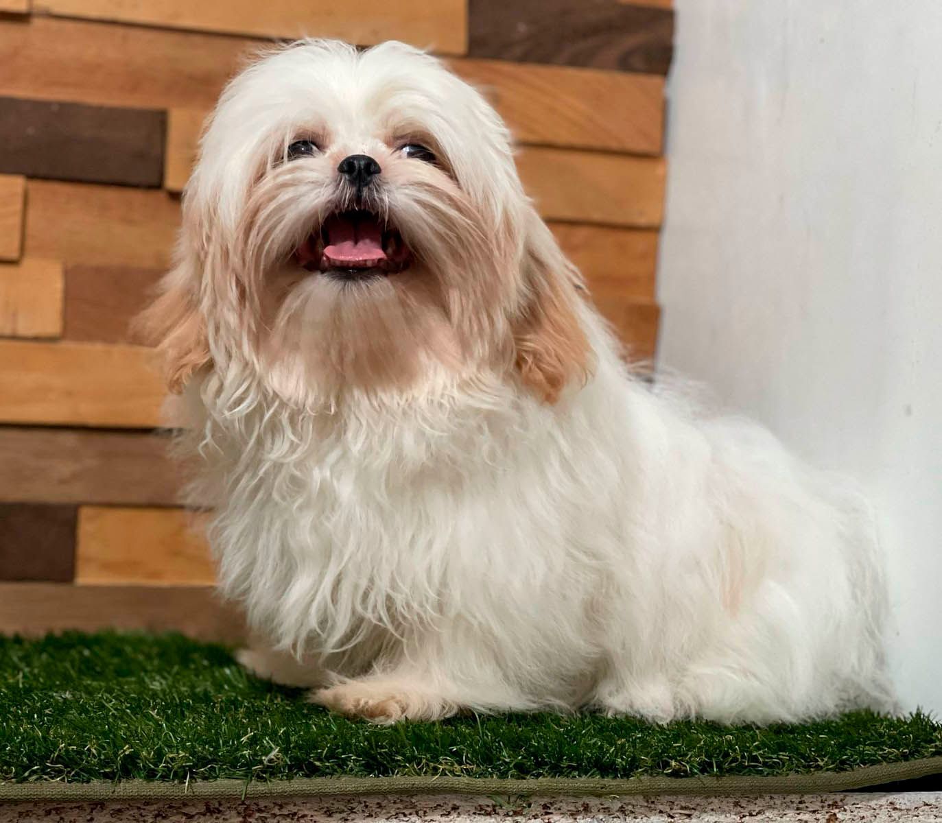 shih tzu en venta