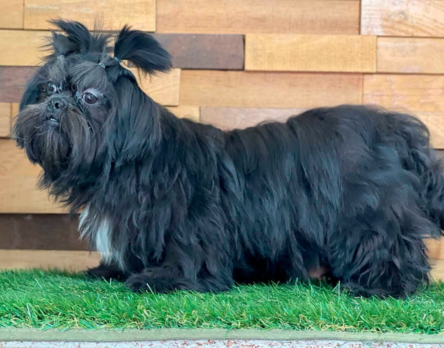 shih tzu en venta