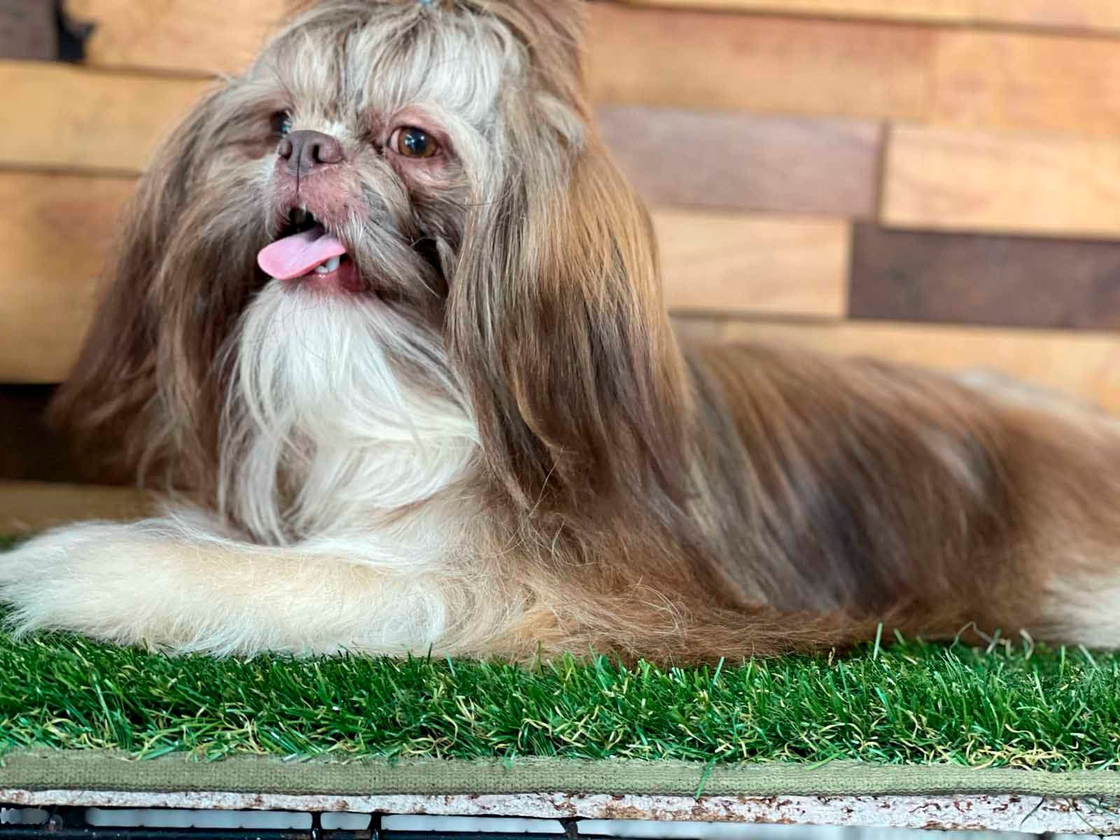 shih tzu en venta
