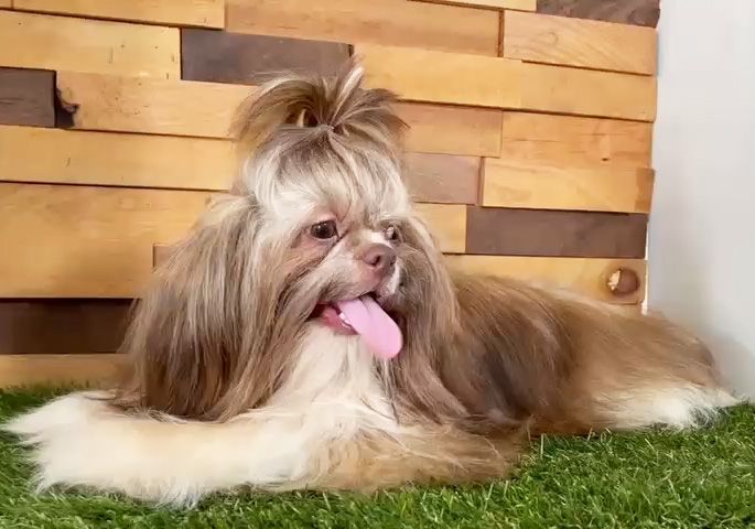 shih tzu en venta