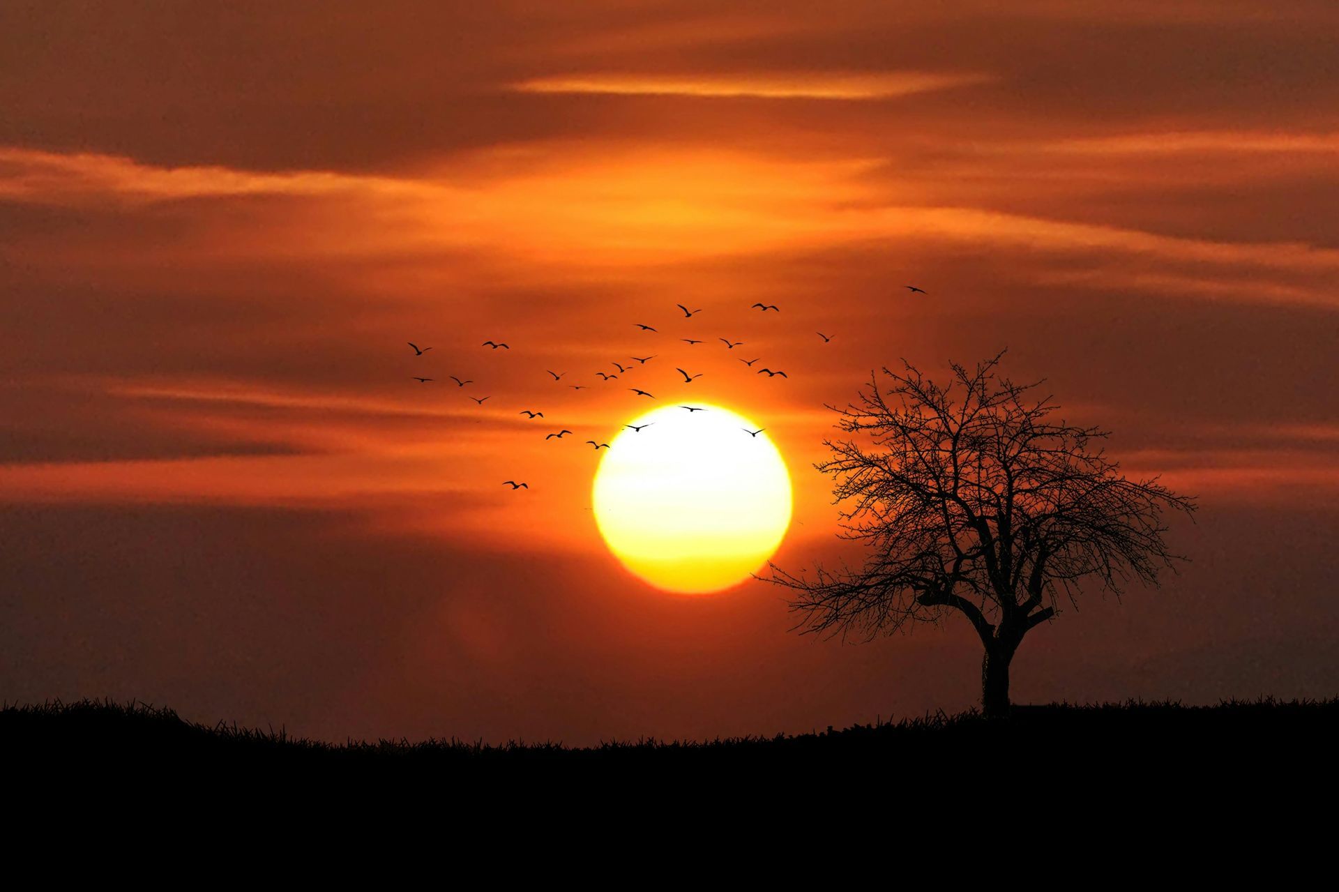 Orange sunset over a dark horizon with a silhouetted tree and birds flying across the sky