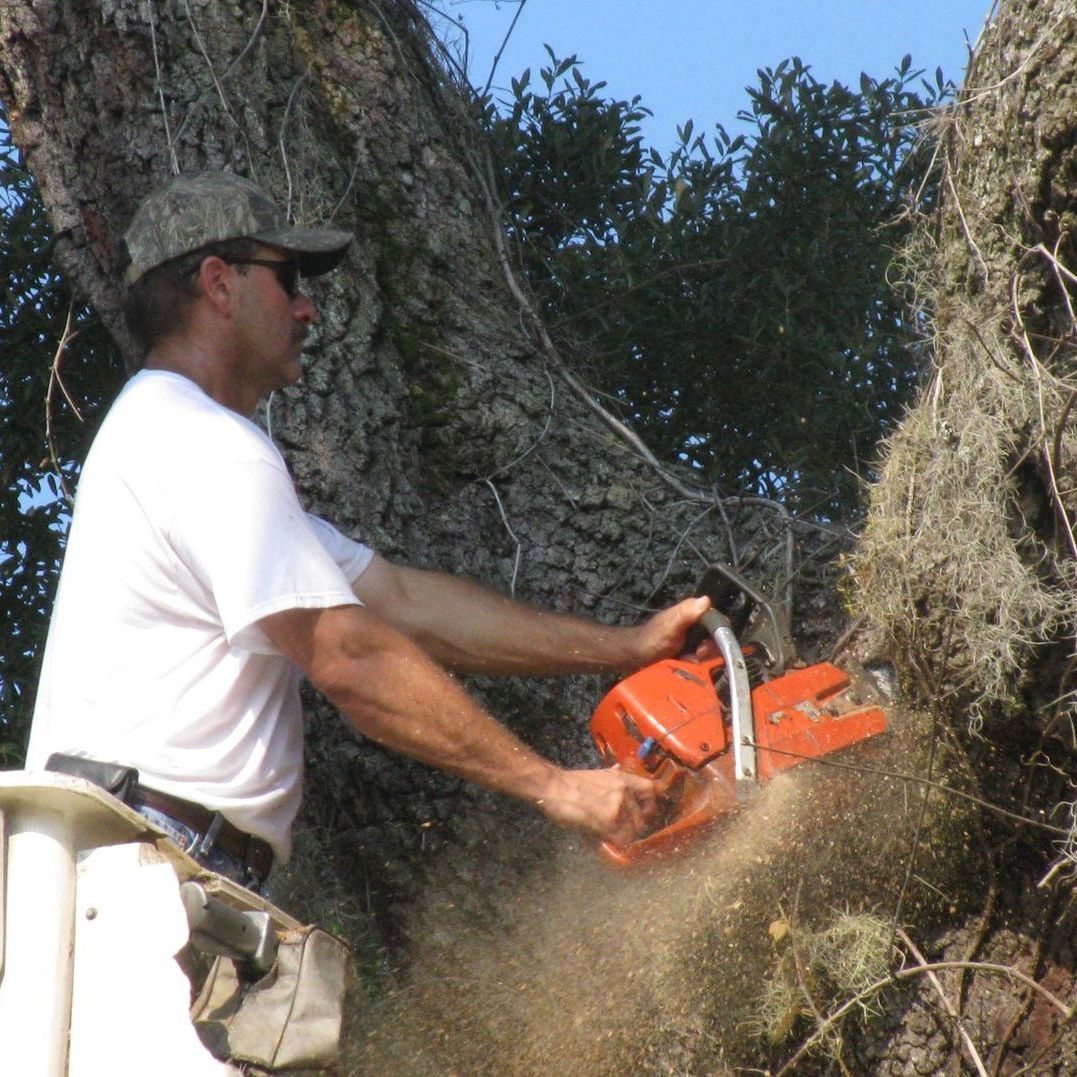 Tall Trees in Residential Area — Palatka, FL — Jacobs Tree Service & Stump Removal