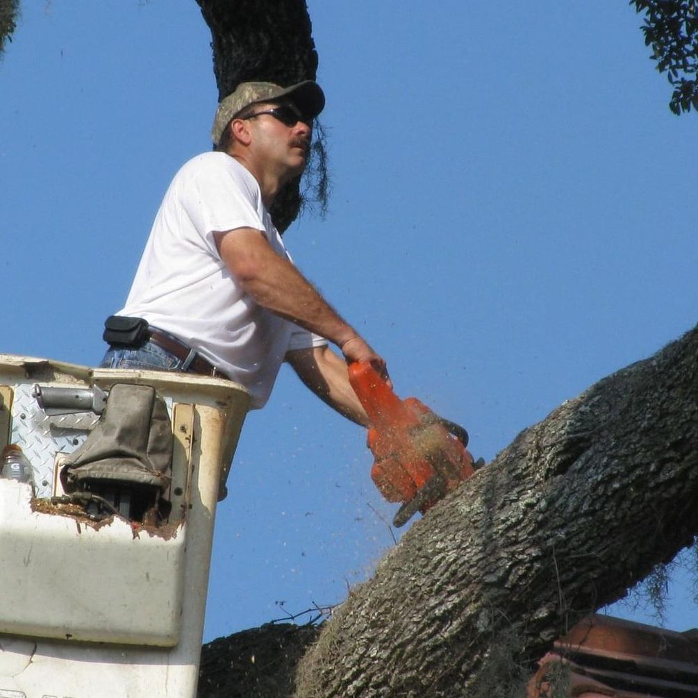 Tree Trimming Service — Palatka, FL — Jacobs Tree Service & Stump Removal Tree Trimming Service — Palatka, FL — Jacobs Tree Service & Stump Removal