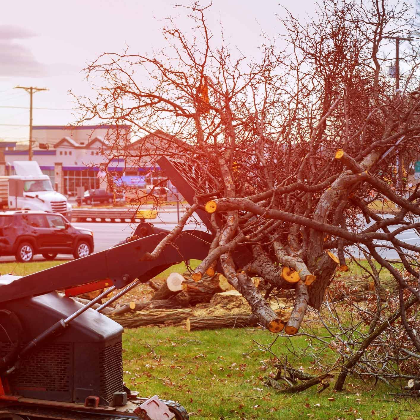 Removing the Debris — Palatka, FL — Jacobs Tree Service & Stump Removal