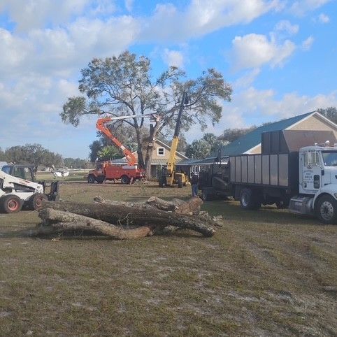 Residential Trees — Palatka, FL — Jacobs Tree Service & Stump Removal Residential Trees — Palatka, FL — Jacobs Tree Service & Stump Removal