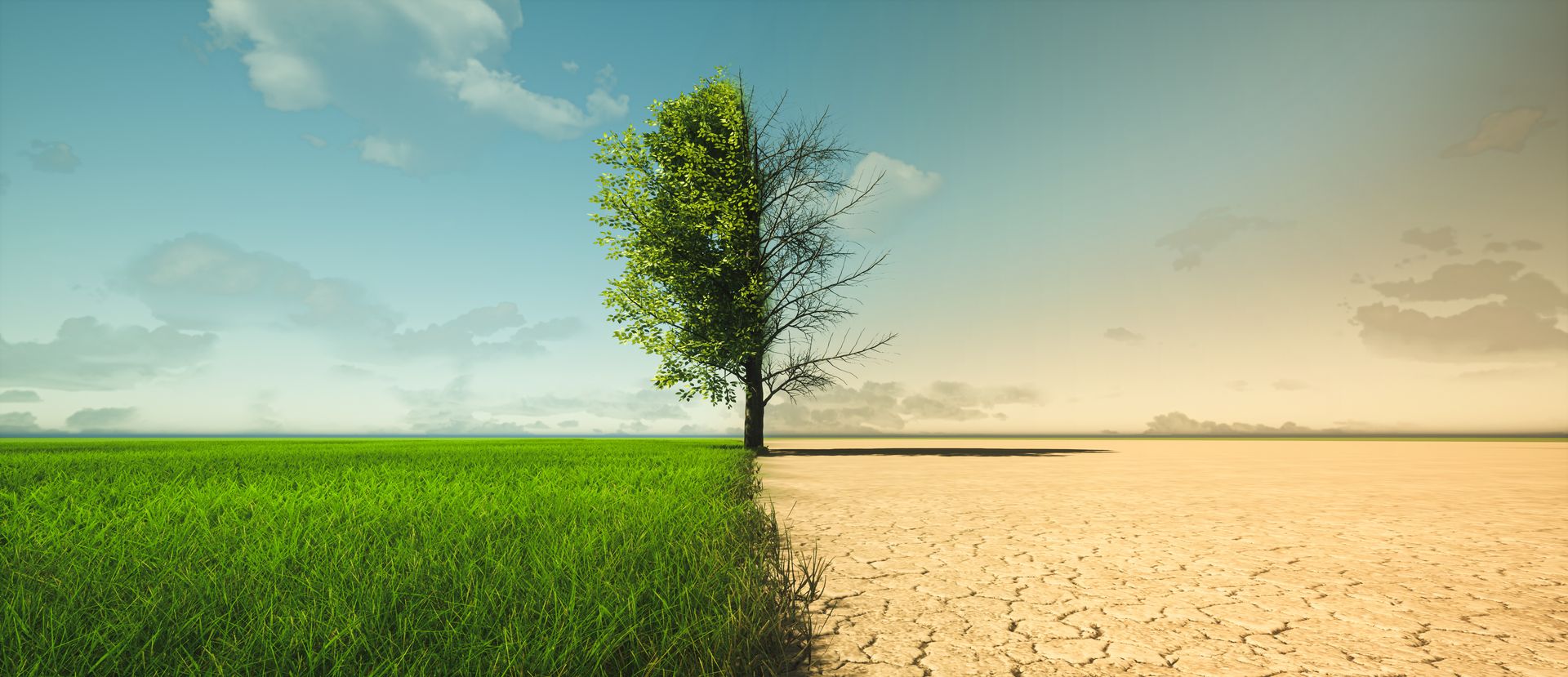 Single tree dividing lush green grass and dry cracked earth under a blue sky, symbolizing climate change