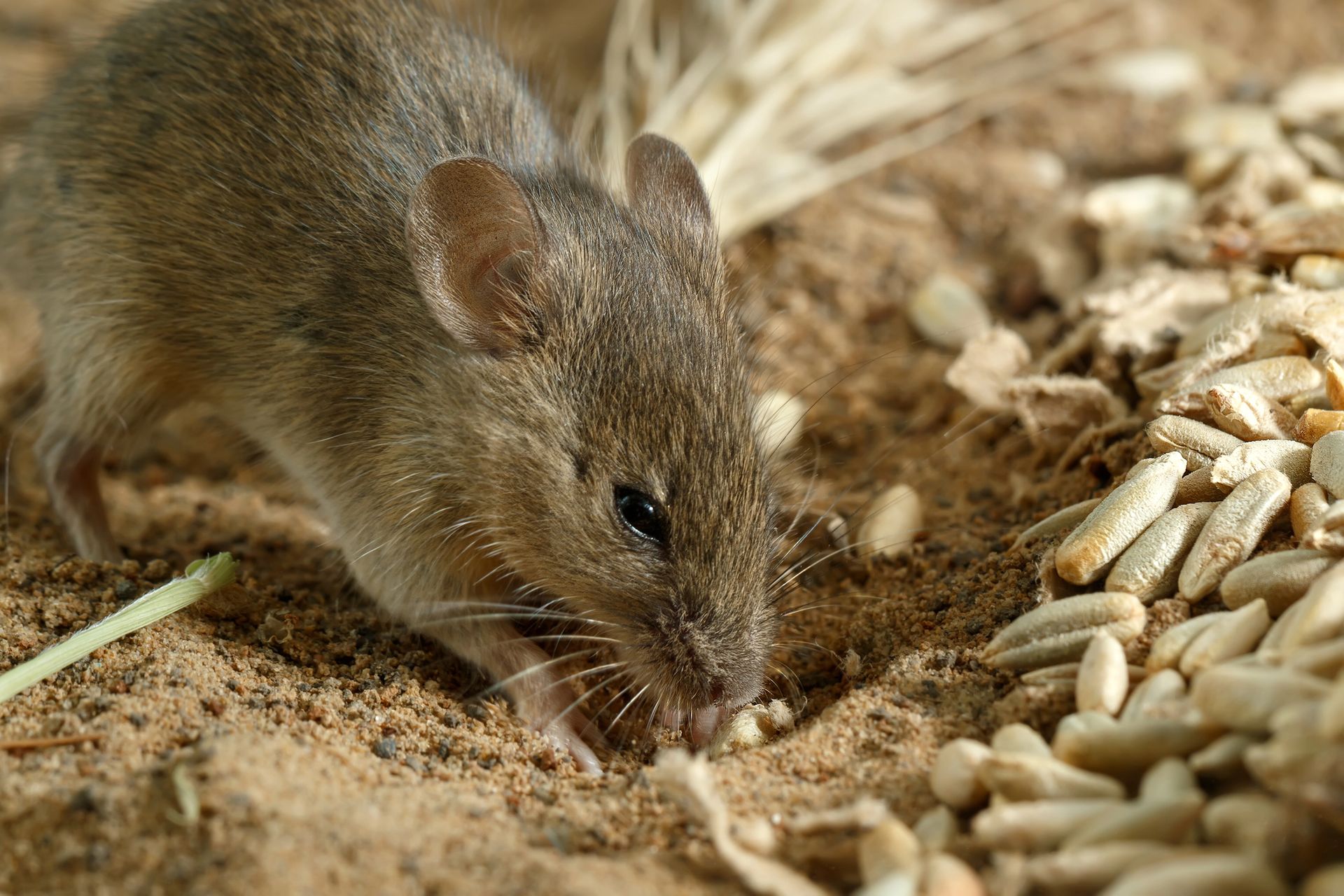 A mouse is eating grains from the ground.