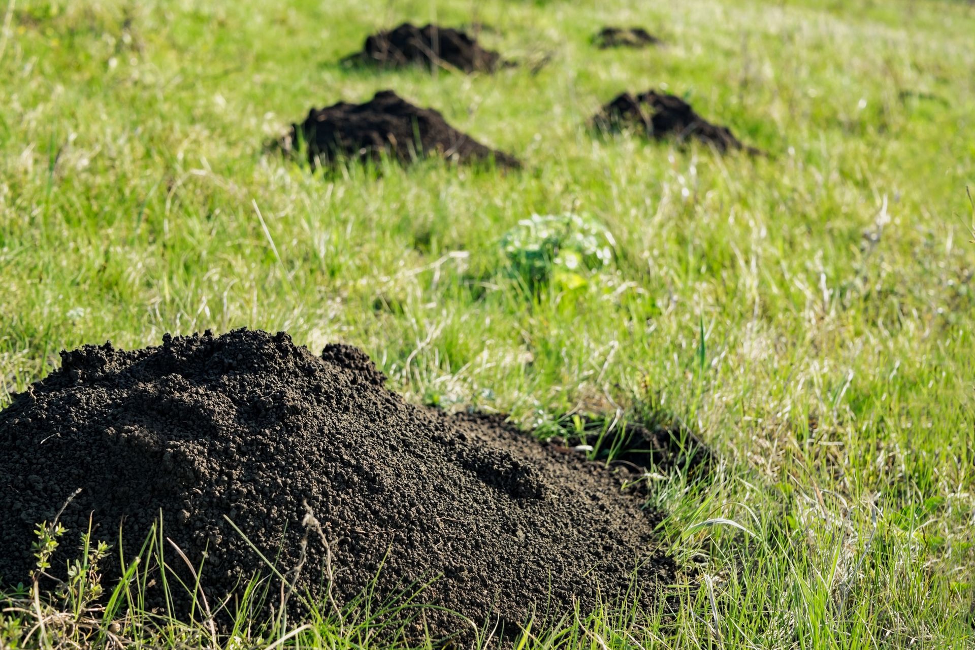 Mole Control