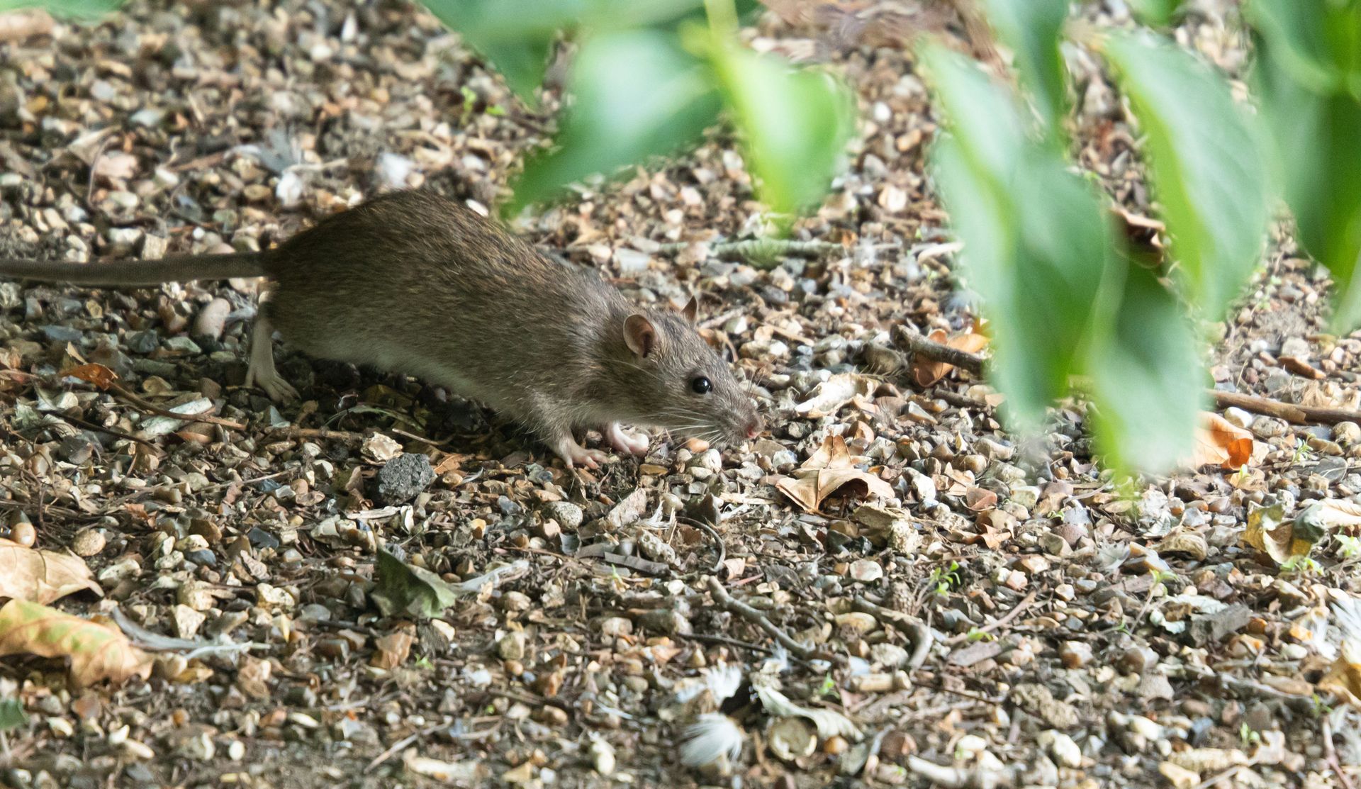 Vole control