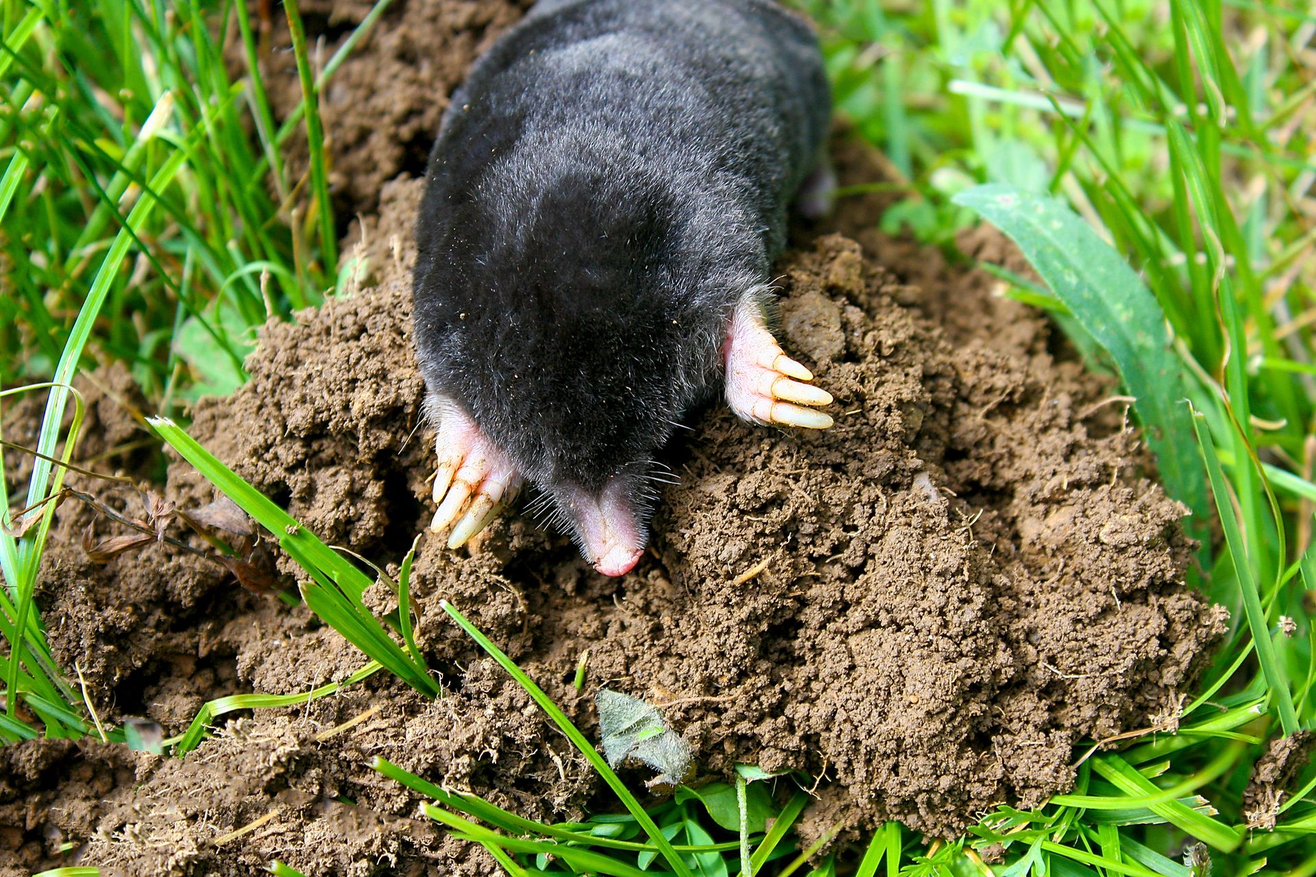 A mole is crawling out of a hole in the ground.