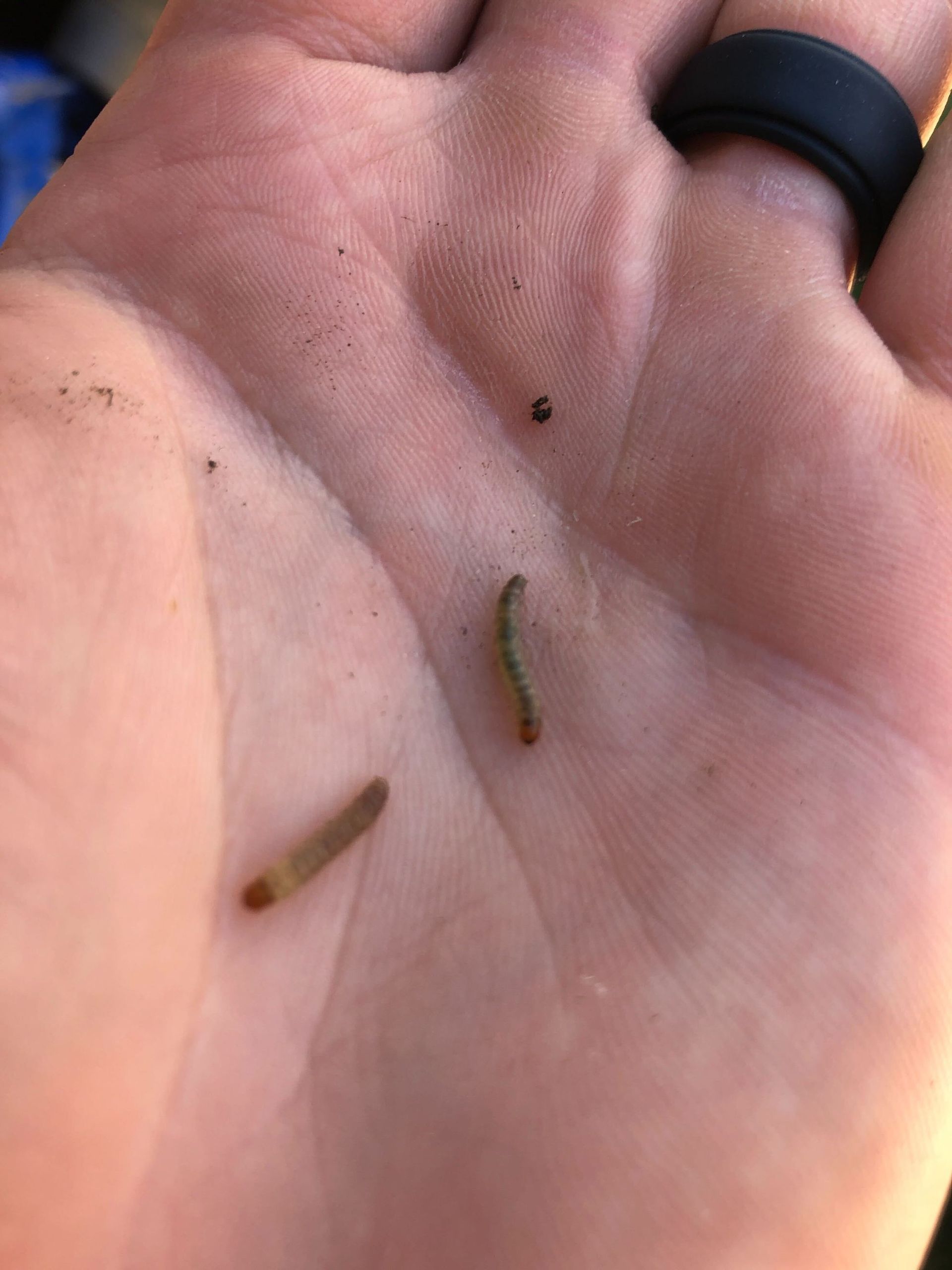 A person is holding a small caterpillar in their hand.