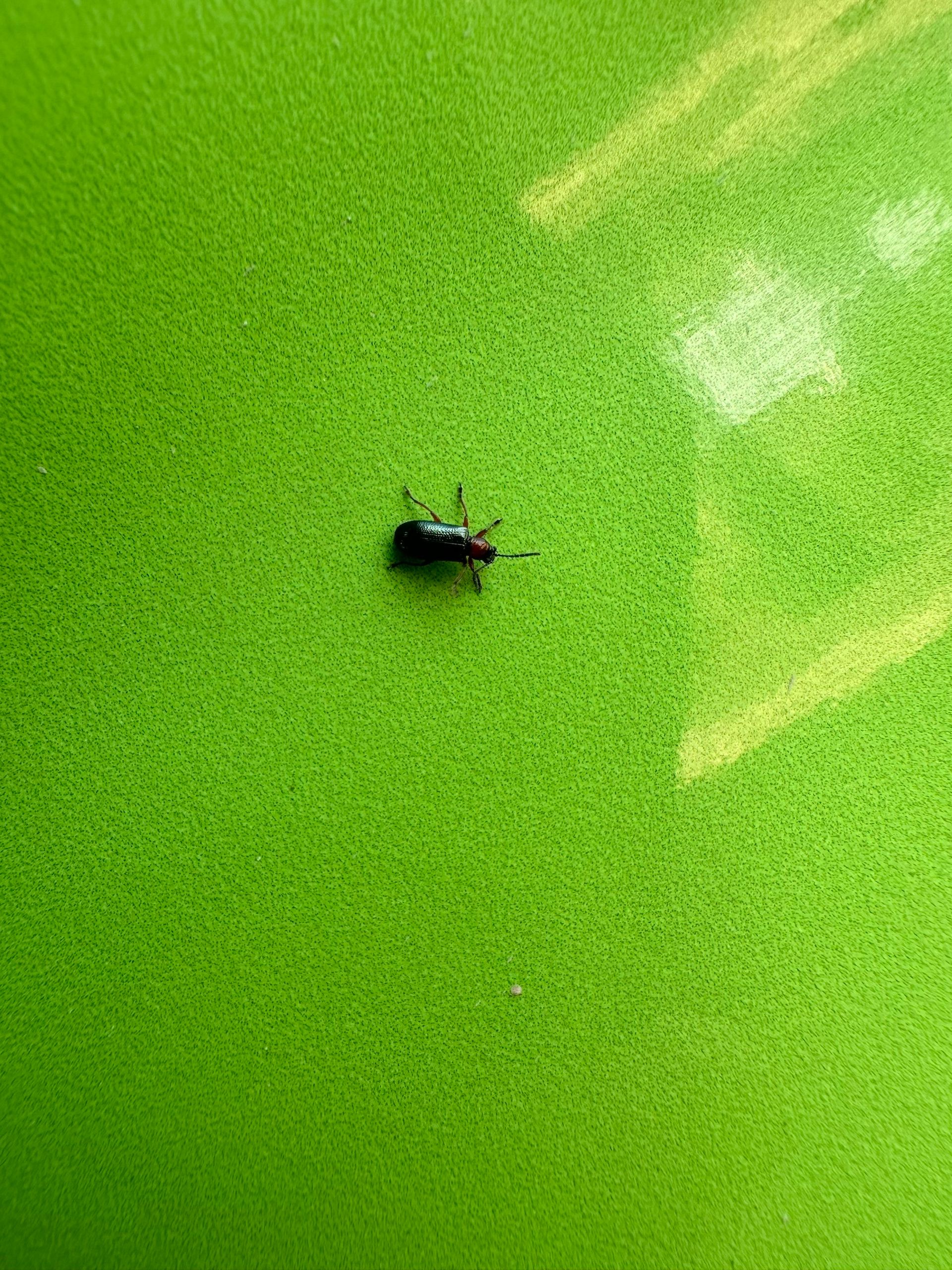 A small black bug is sitting on top of a green surface.